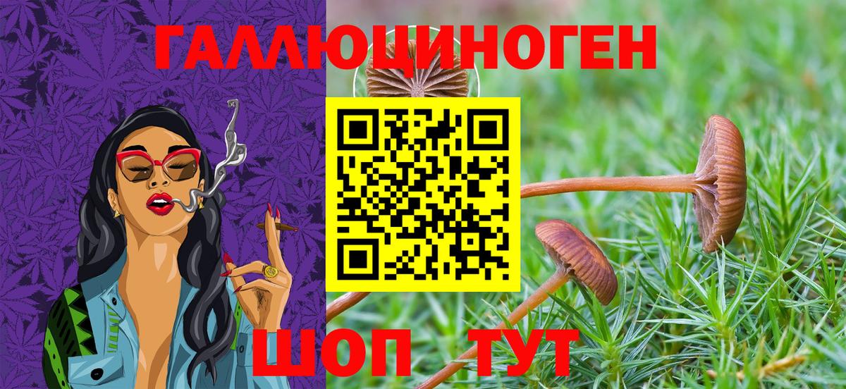 Галлюциногенные грибы Psilocybine cubensis Шуя